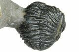 Two Morocops Trilobite Fossils - One Enrolled, One Prone #376926-8